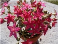 Graptopetalum bellum